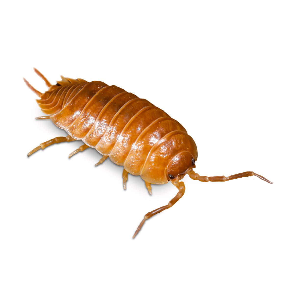 Woodlouse Isolatedon White Background Wallpaper