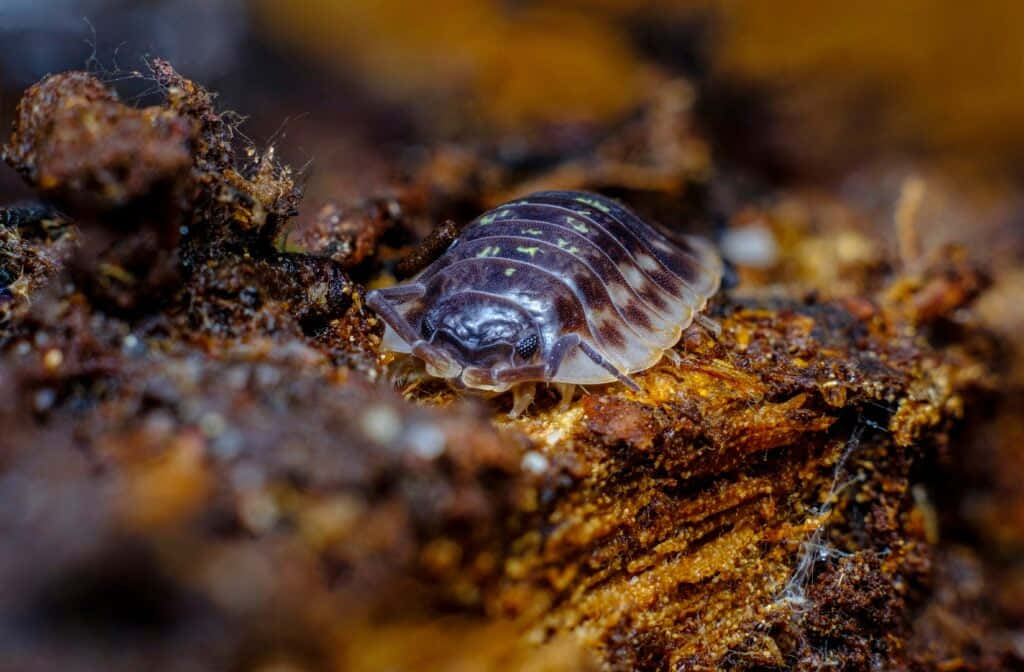 Woodlouse On Decomposing Wood Wallpaper