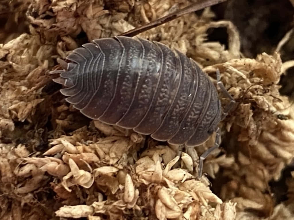 Woodlouse On Dried Vegetation Wallpaper