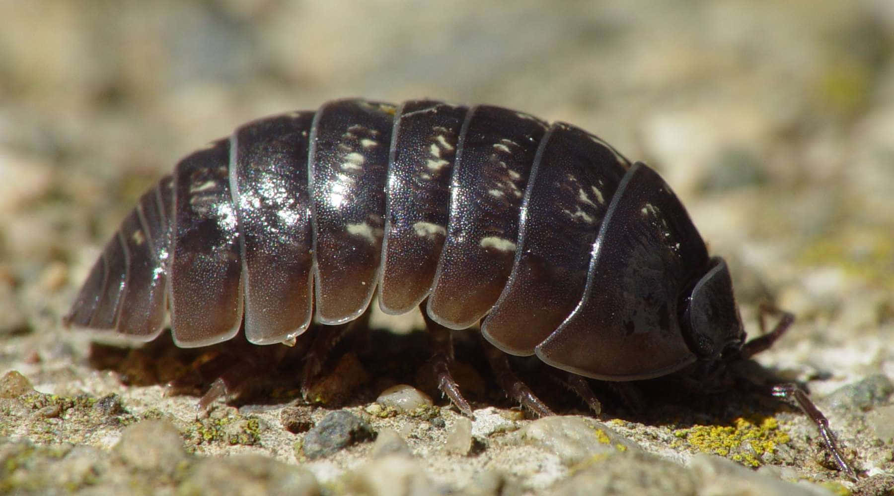 Woodlouse Up Close Wallpaper