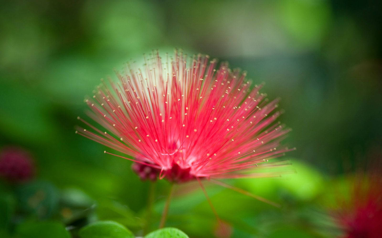 World's Most Beautiful Flowers Calliandra Tergemina Wallpaper