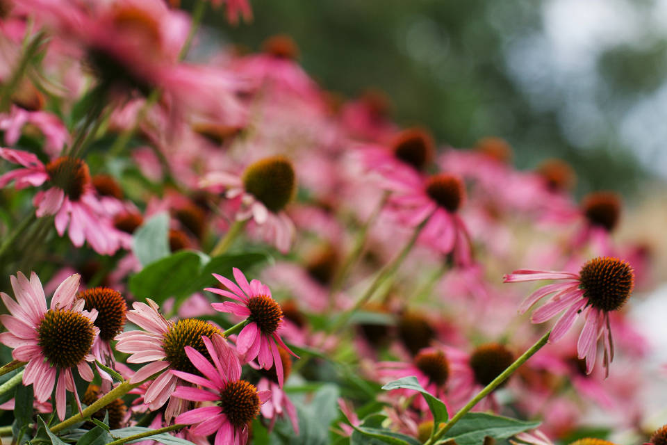 World's Most Beautiful Flowers Purple Coneflowers Wallpaper