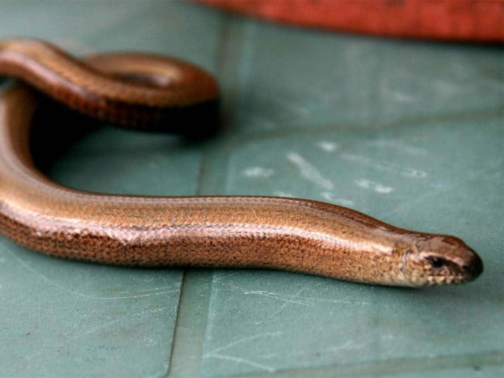 Worm Lizard Close Up Wallpaper