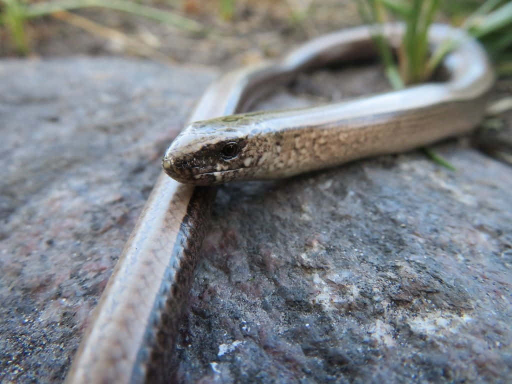 Worm Lizard Close Up Wallpaper