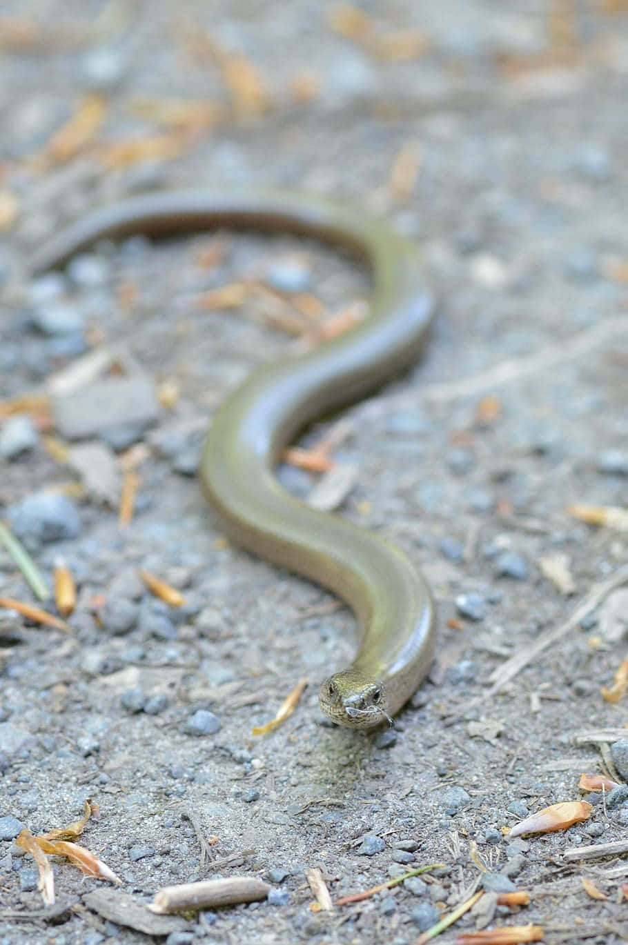 Worm Lizard On Ground Wallpaper