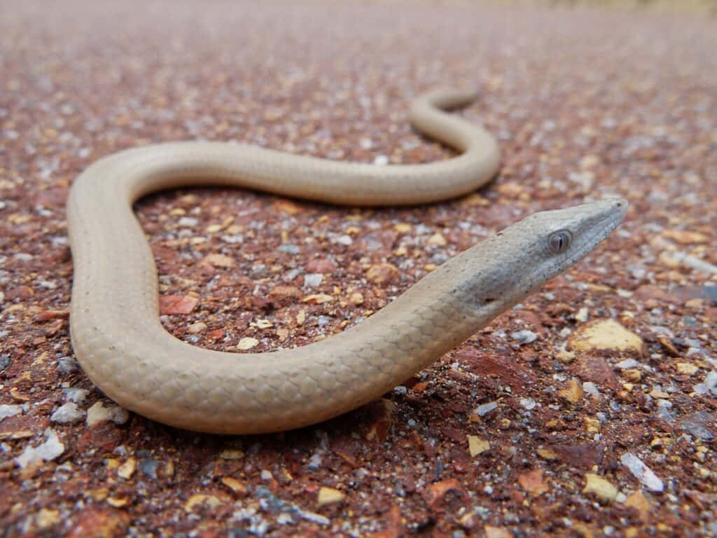 Worm Lizard On Ground Wallpaper