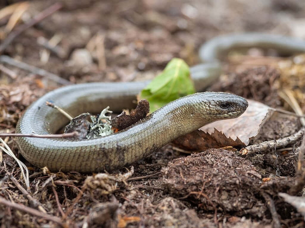 Worm Lizardin Natural Habitat Wallpaper