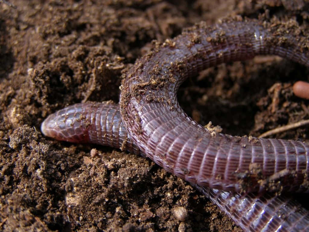 Worm Lizardin Soil.jpg Wallpaper