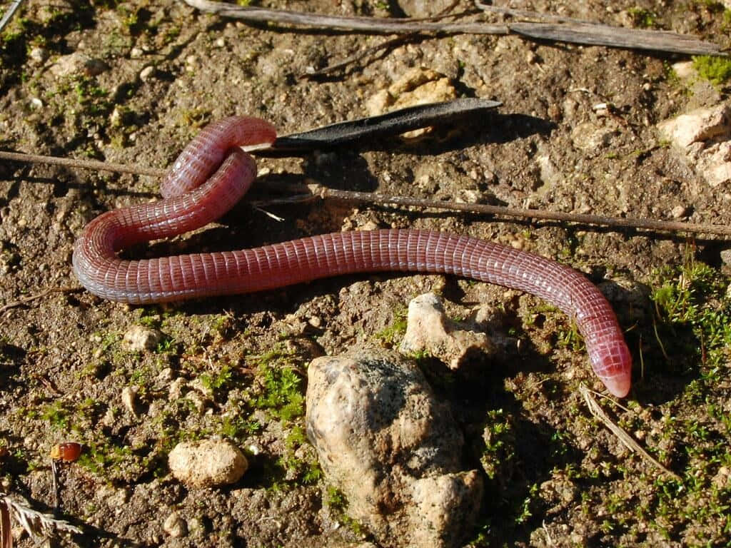 Worm Lizardon Ground Wallpaper