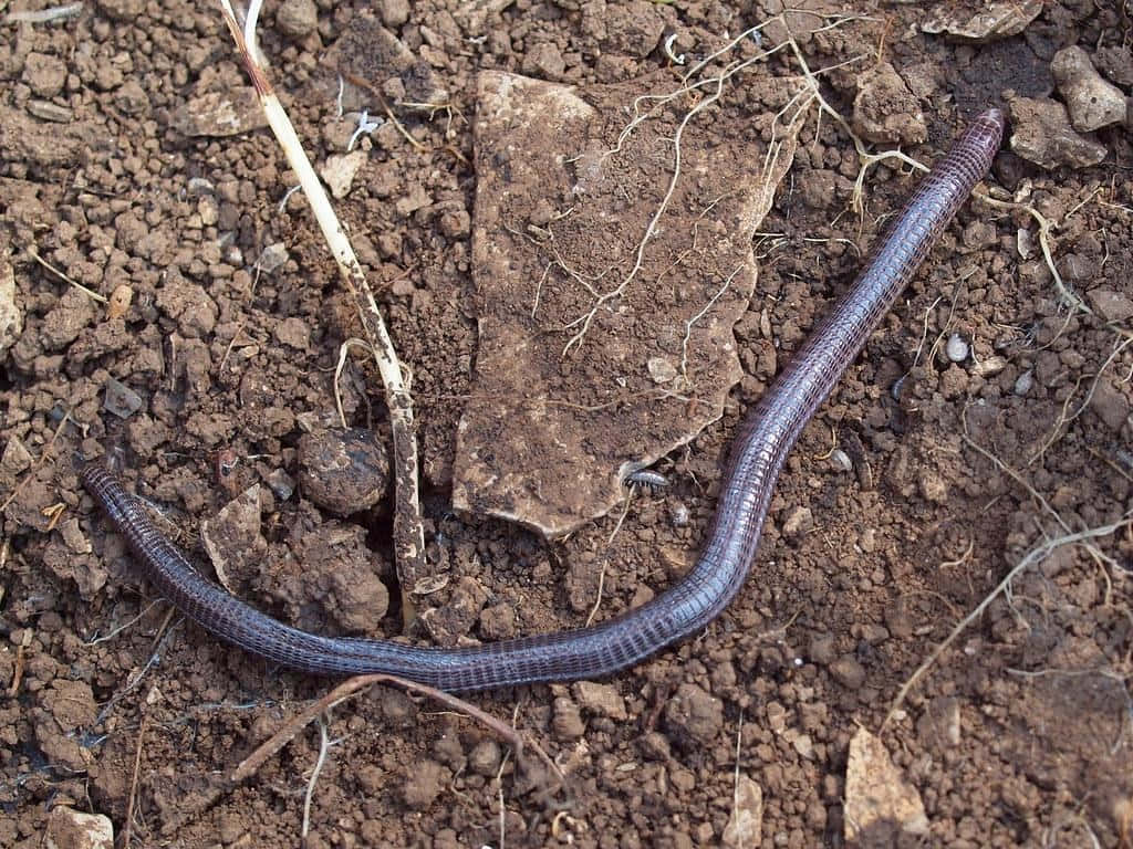 Worm Lizardon Soil Wallpaper