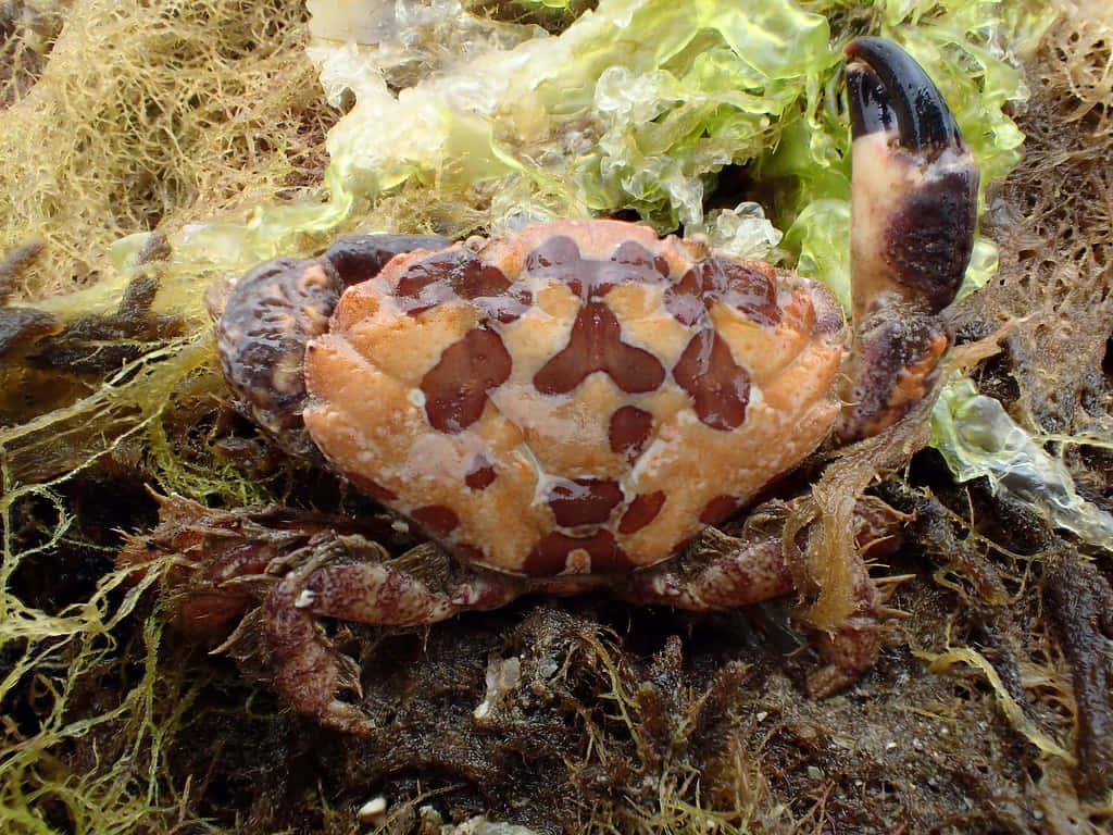 Xanthid Crab Amidst Seaweed Wallpaper