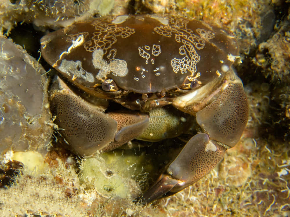 Xanthid Crab Camouflagedon Rocky Seabed Wallpaper