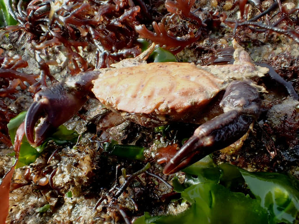 Xanthid Crab On Rocky Shore Wallpaper