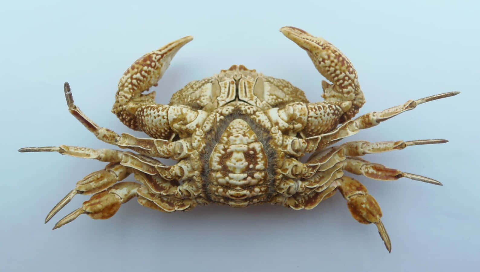 Xanthid Crab Top View Wallpaper