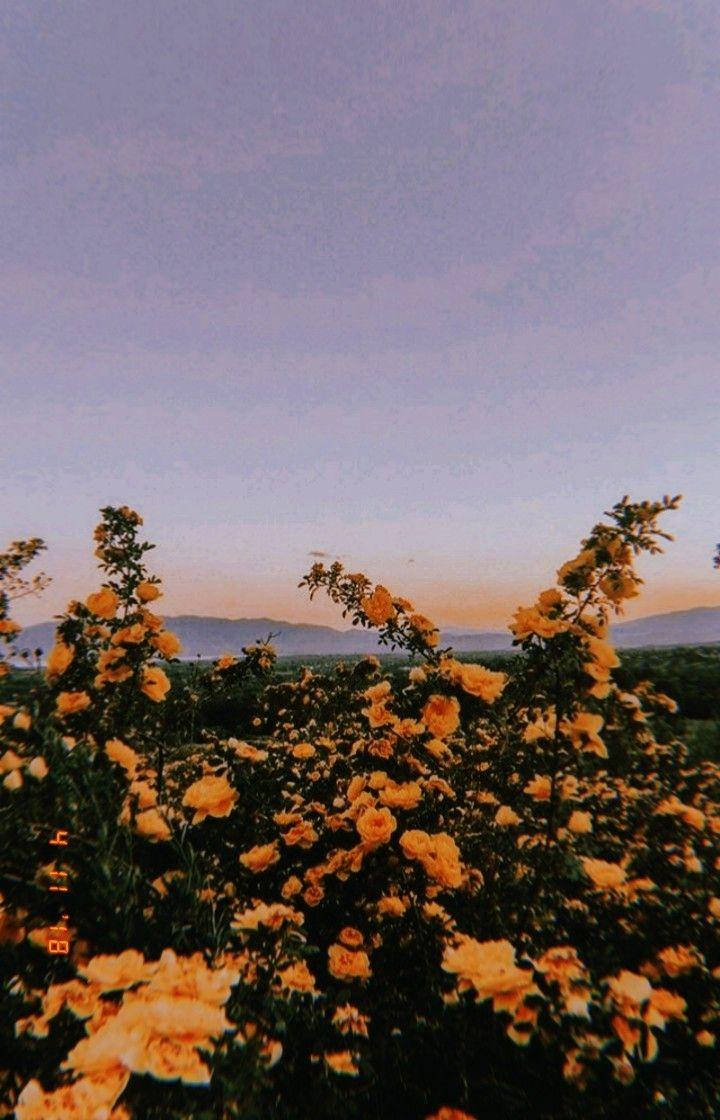 Yellow Aesthetic Tumblr Flowers Wallpaper