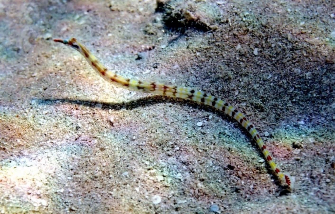 Yellow Banded Pipefish Underwater Wallpaper