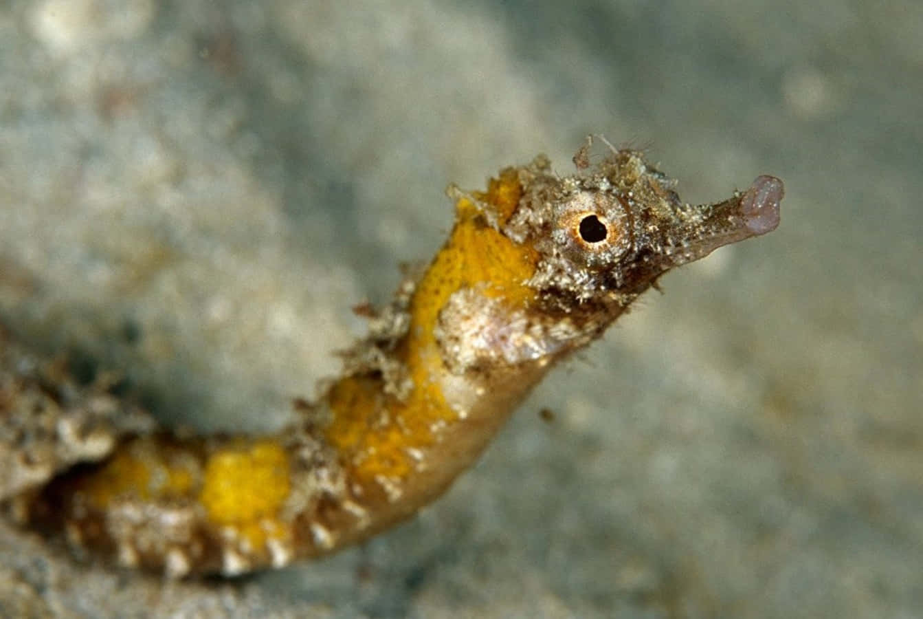 Yellow Bellied_ Pipefish_ Underwater.jpg Wallpaper