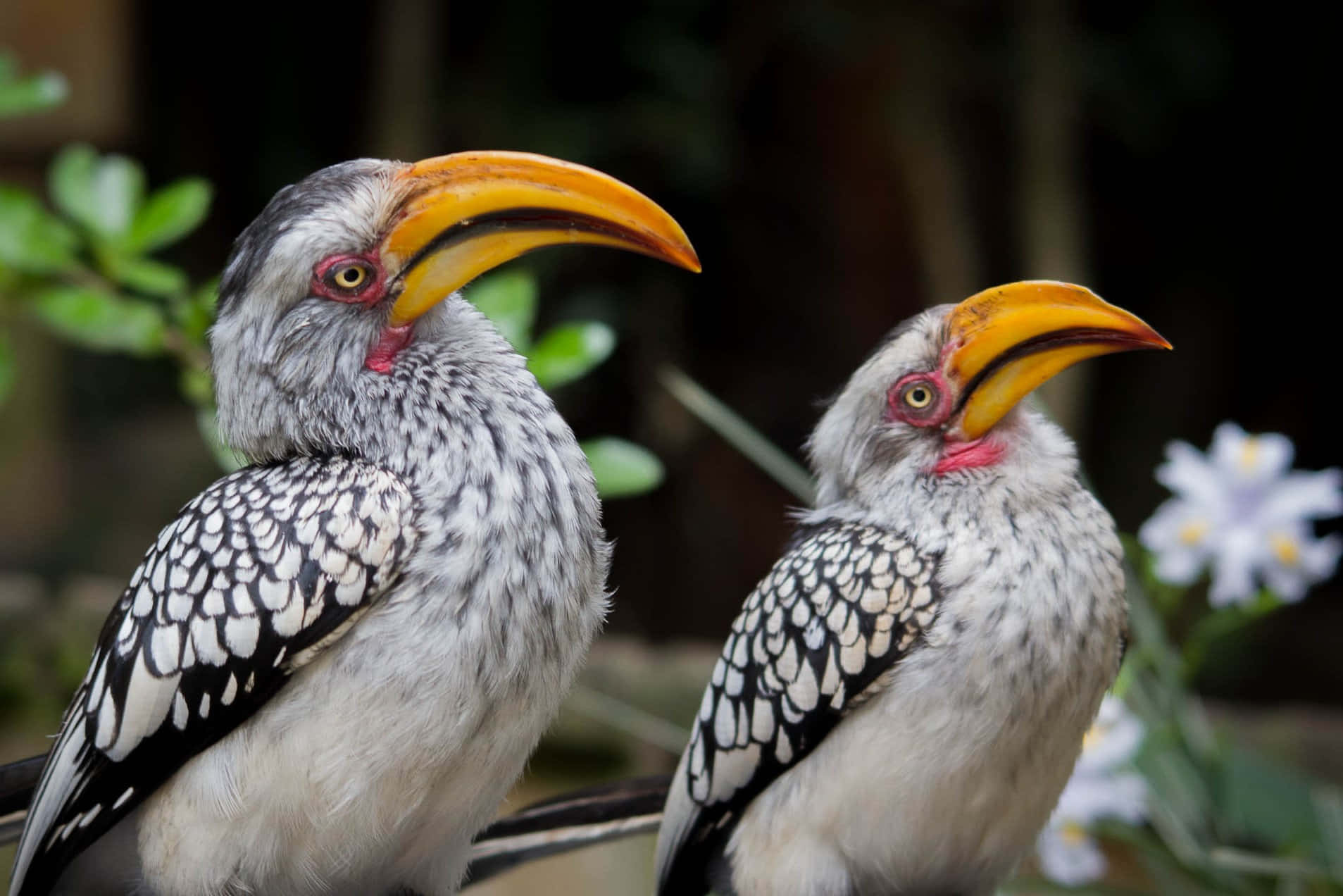 Yellow Billed Hornbills Tockusflavirostris Wallpaper