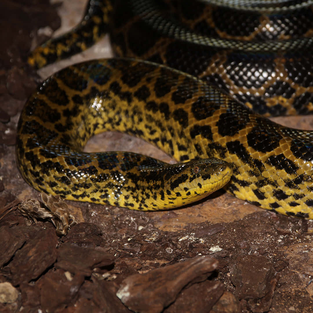 Yellow Black Anaconda Coiled Wallpaper