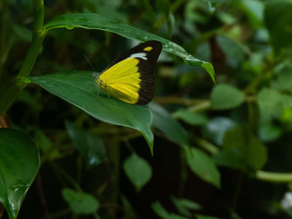 Yellow Black Butterflyon Leaf Wallpaper