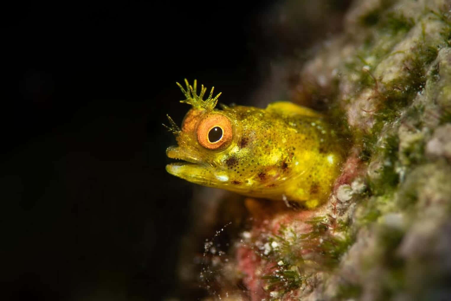 Yellow Blennyon Coral Reef Wallpaper