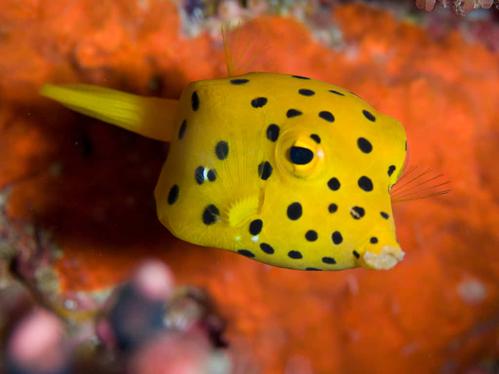 Yellow Boxfish Spotted Underwater.jpg Wallpaper