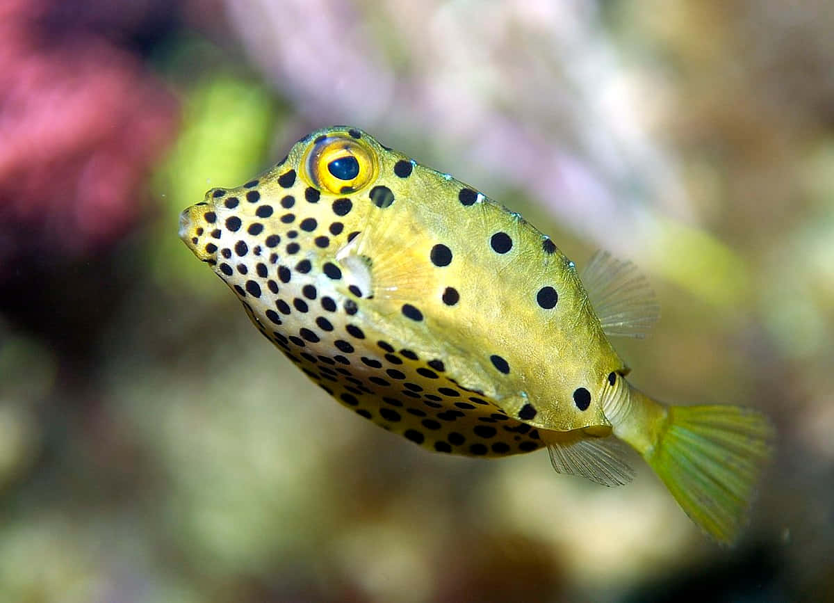 Yellow Boxfish Underwater Wallpaper