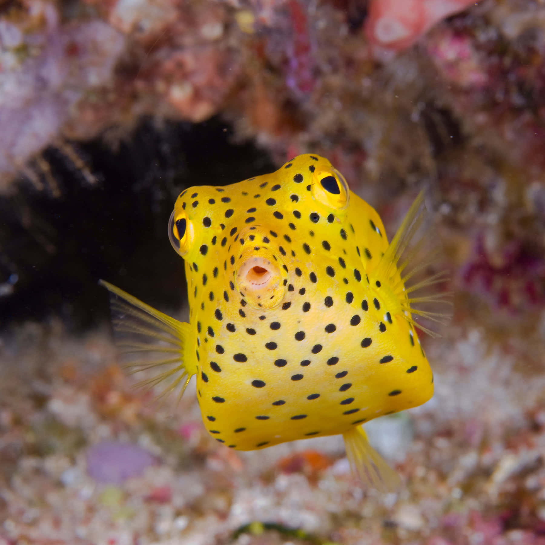 Yellow Boxfish Underwater Wallpaper