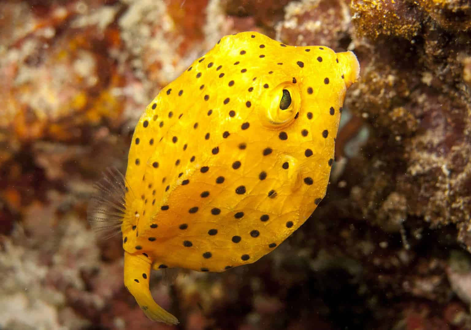 Yellow Boxfish Underwater Wallpaper