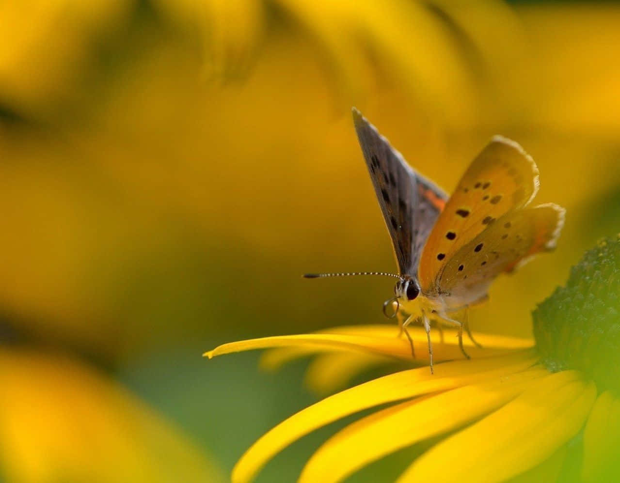 Yellow Butterfly On Flower Wallpaper