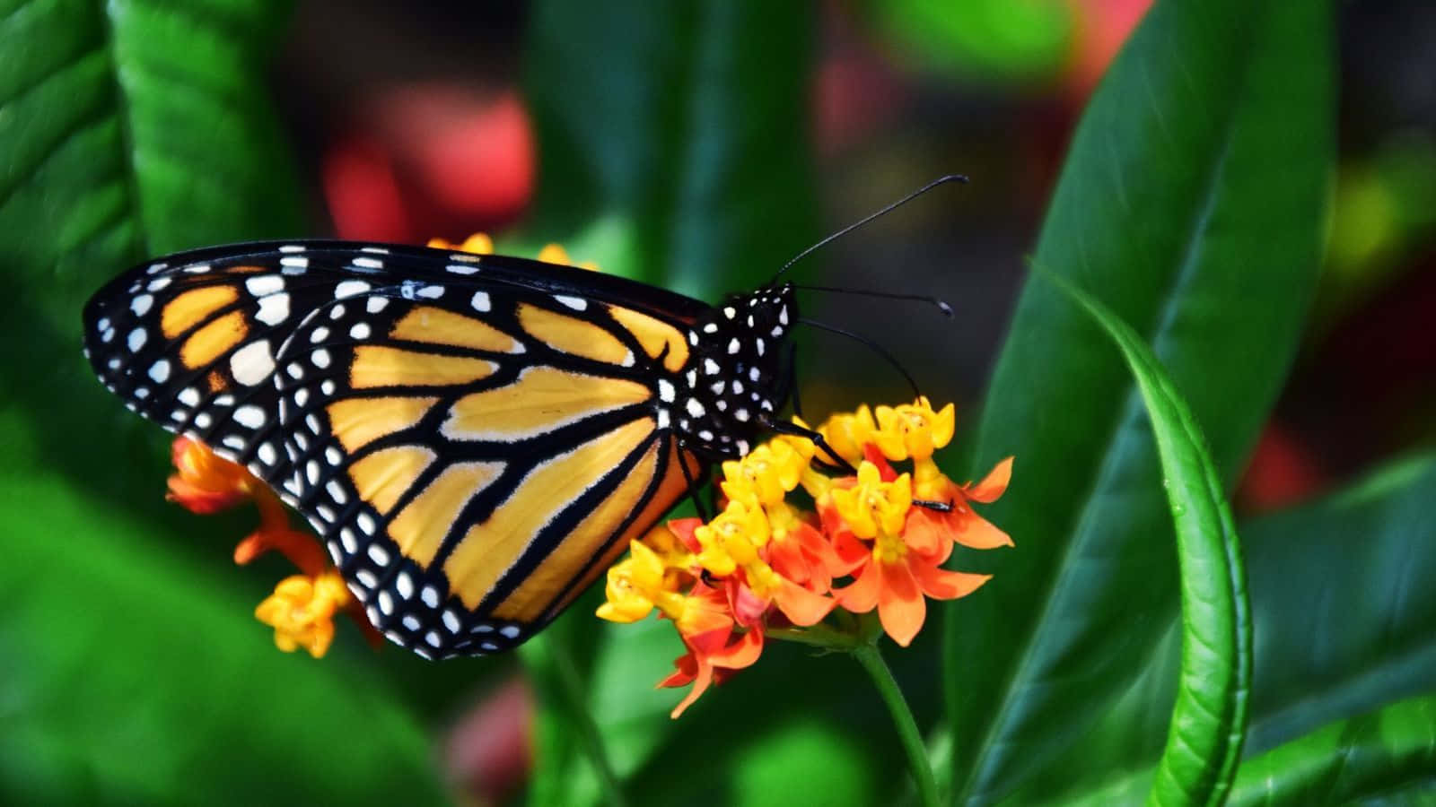 Yellow Butterfly On Purple Flowers Wallpaper