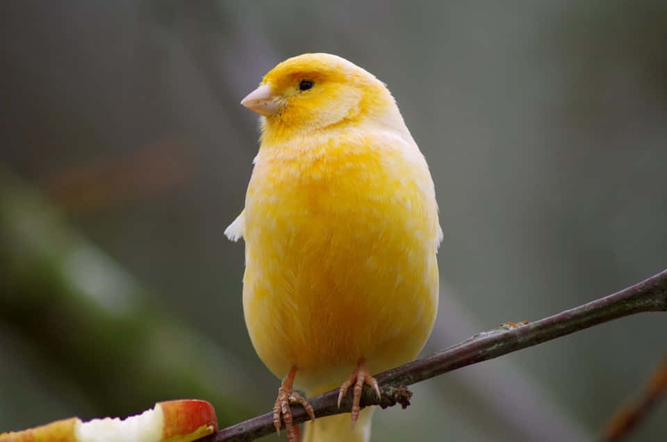 Yellow Canary 960 X 636 Wallpaper Wallpaper