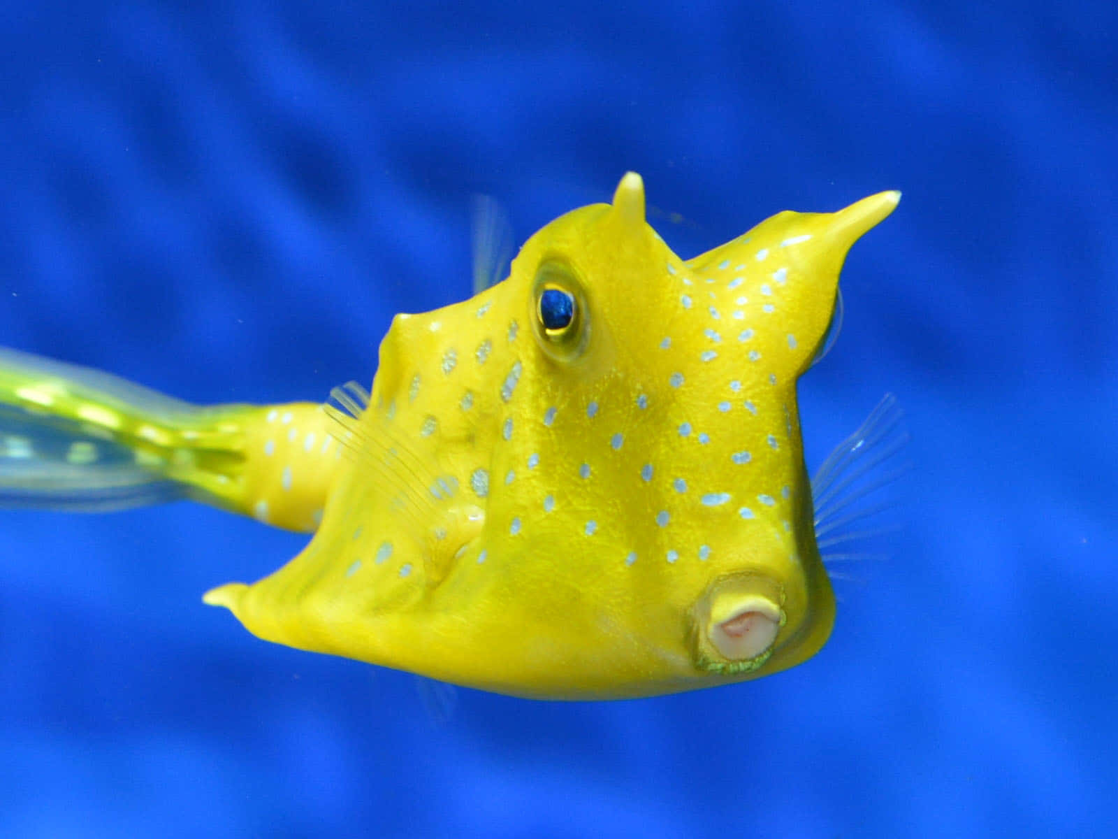 Yellow Cowfish Blue Background Wallpaper