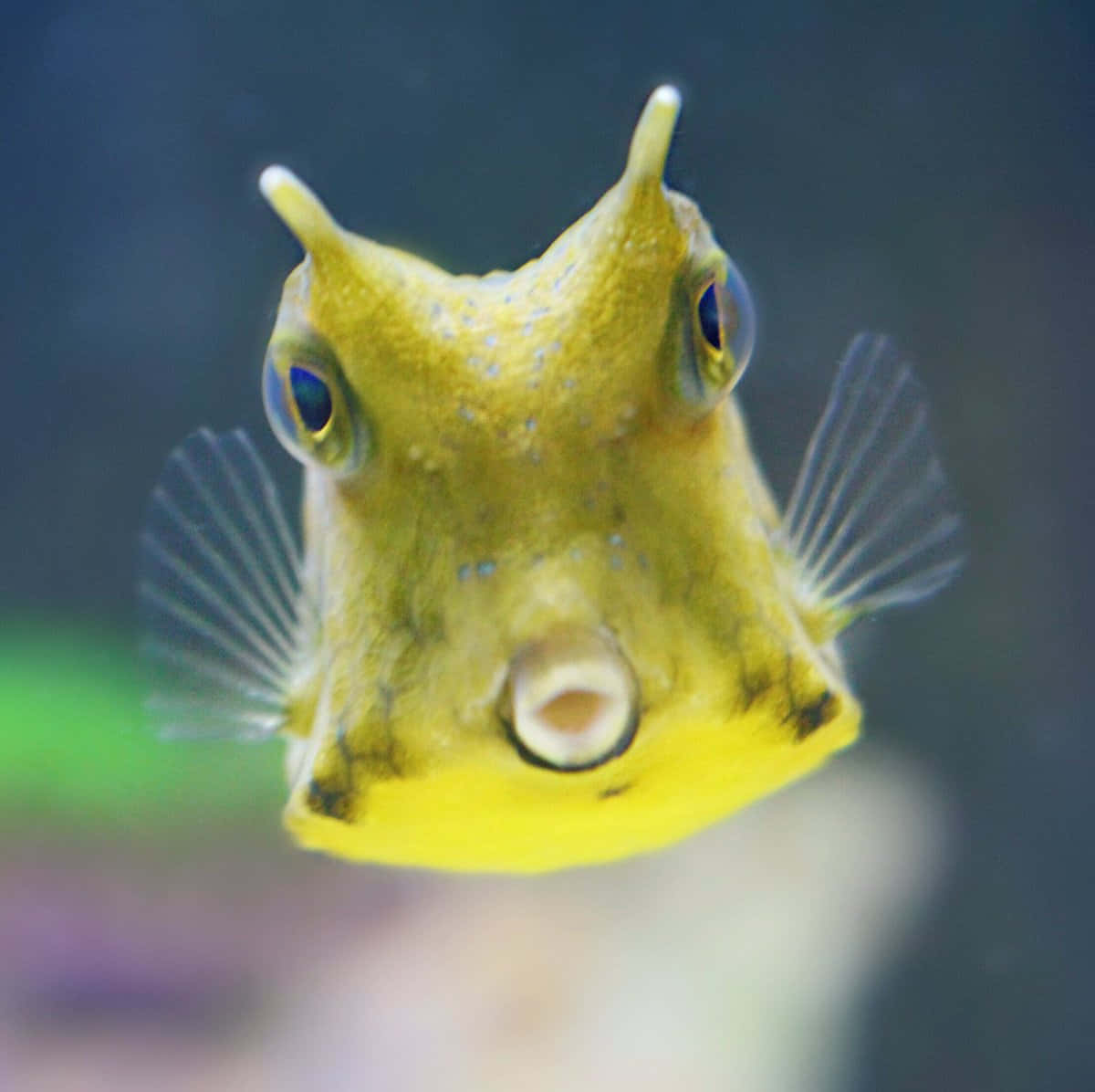 Yellow Cowfish Closeup Wallpaper