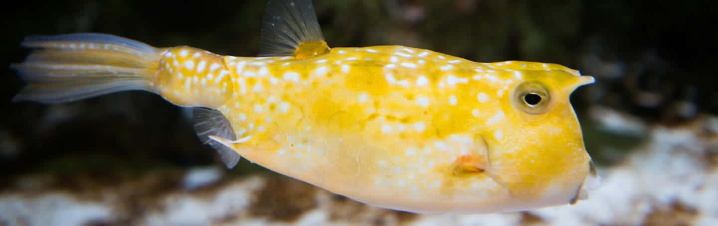 Yellow Cowfish Swimming Wallpaper