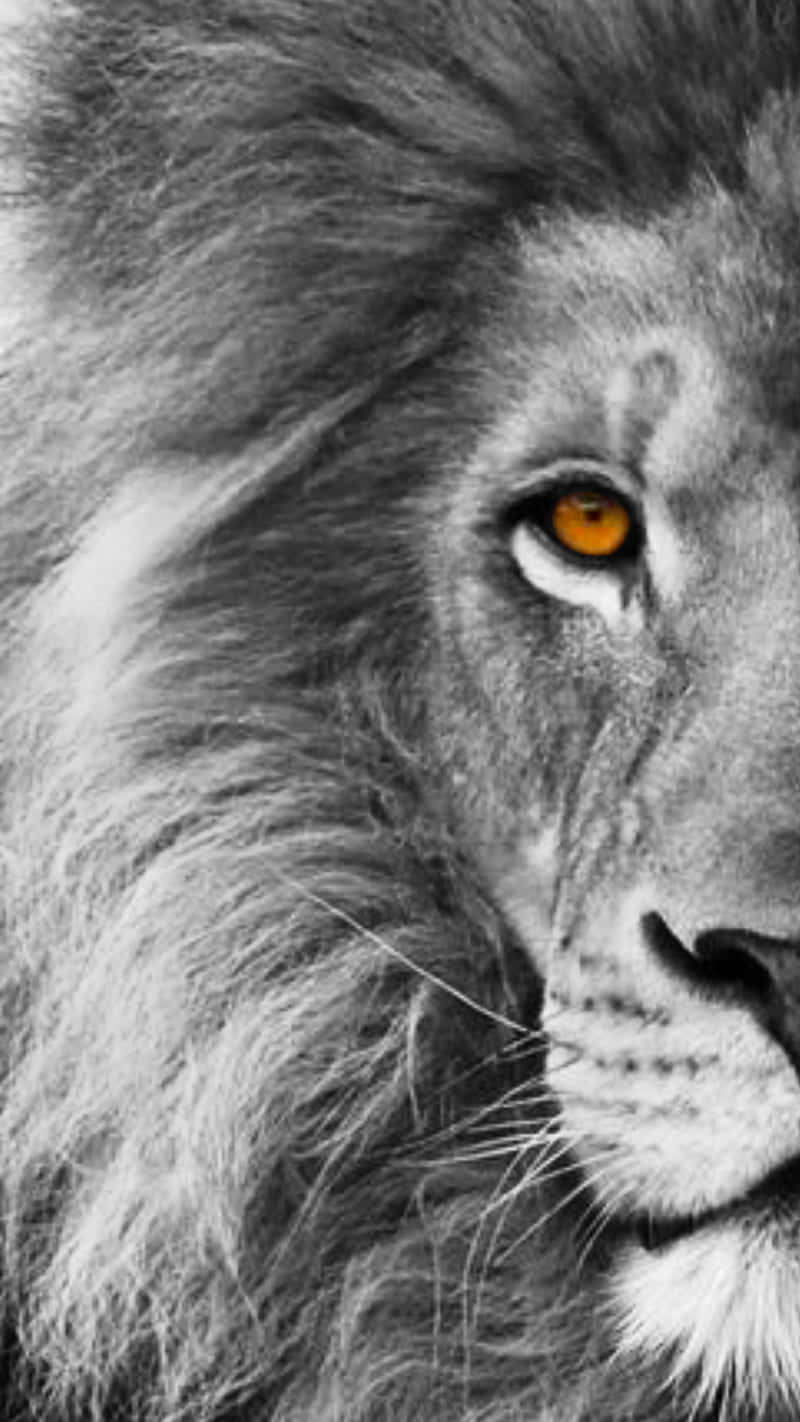 Yellow Eyes Black And White Lion Wallpaper