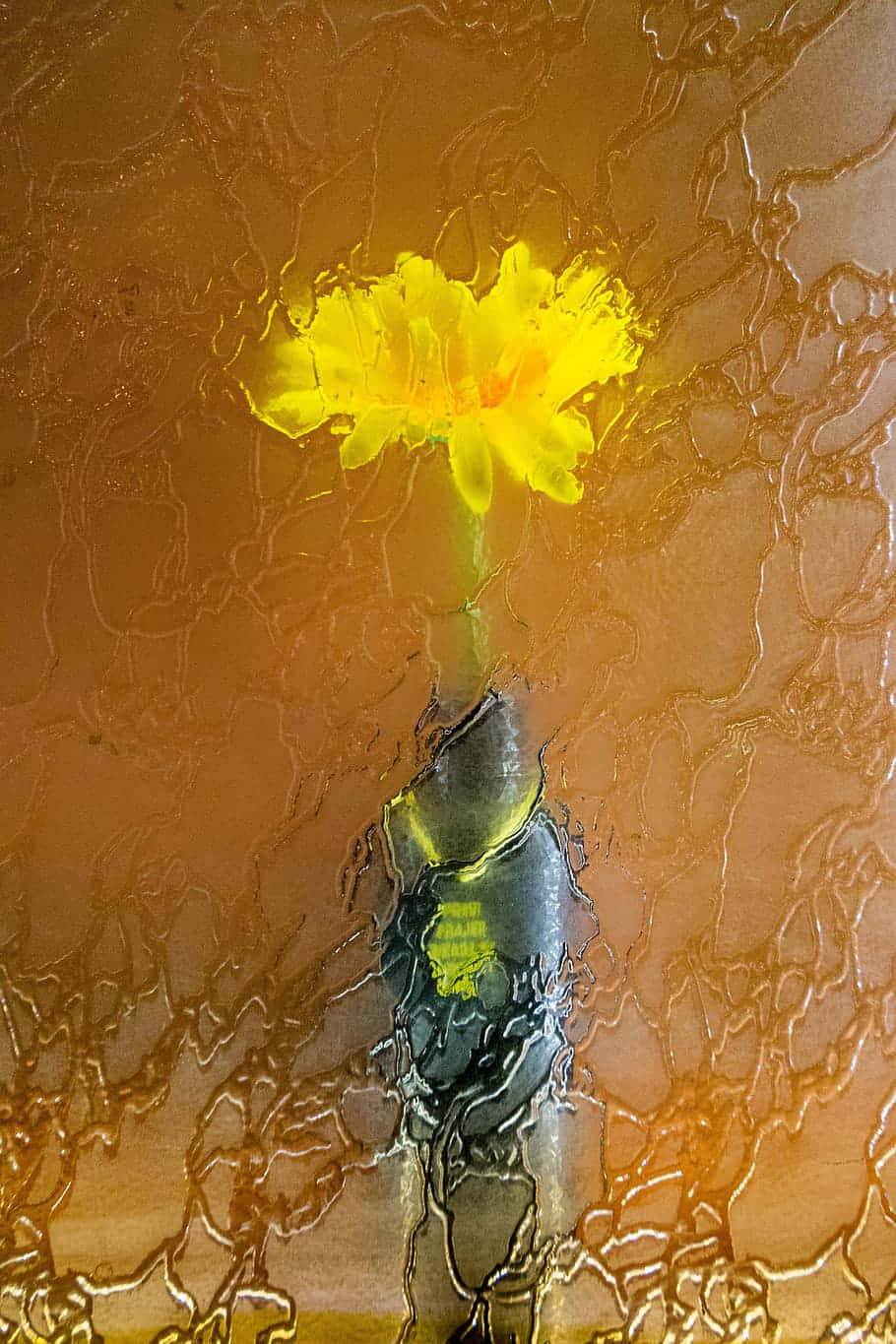 Yellow Flower Behind Textured Glass.jpg Wallpaper