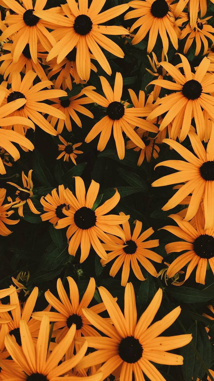 Yellow Flowers Cute Dark Girly Wallpaper