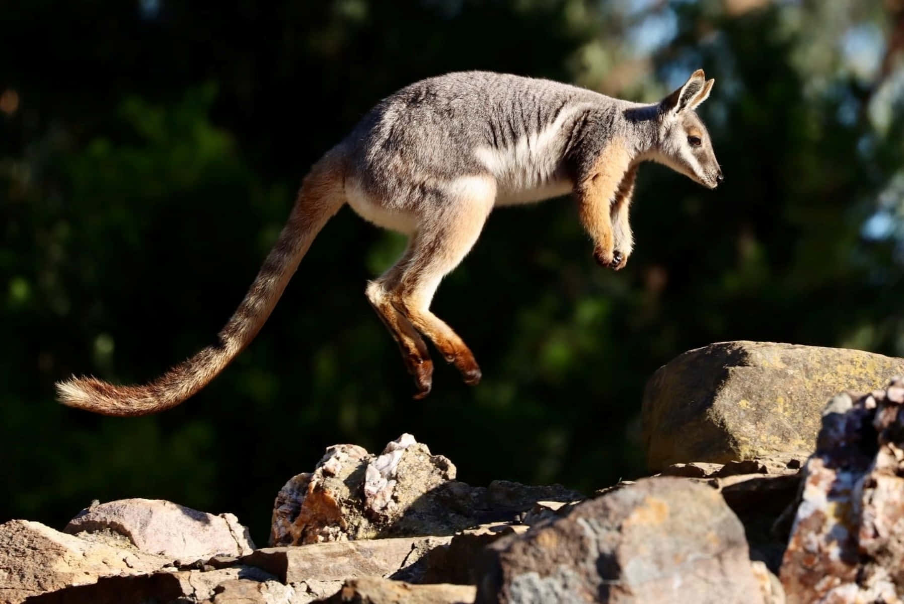 Yellow Footed Rock Wallaby Leaping Wallpaper