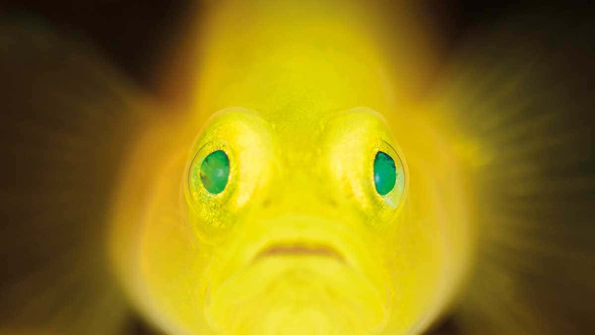 Yellow Goby Closeup Wallpaper