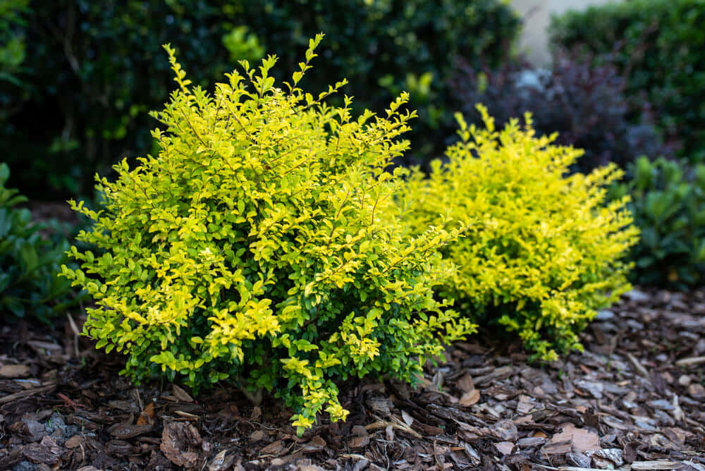 Yellow Green Ligustrum Ovalifolium Shrubs Wallpaper