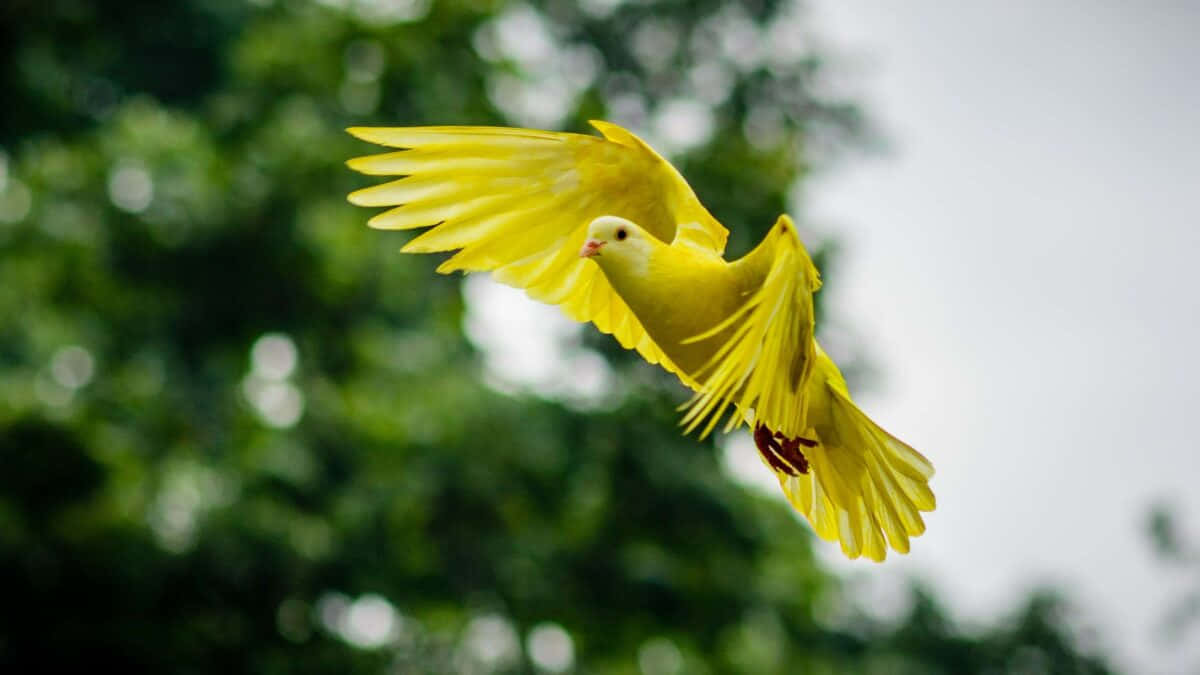 Yellow_ Parrot_ In_ Flight.jpg Wallpaper