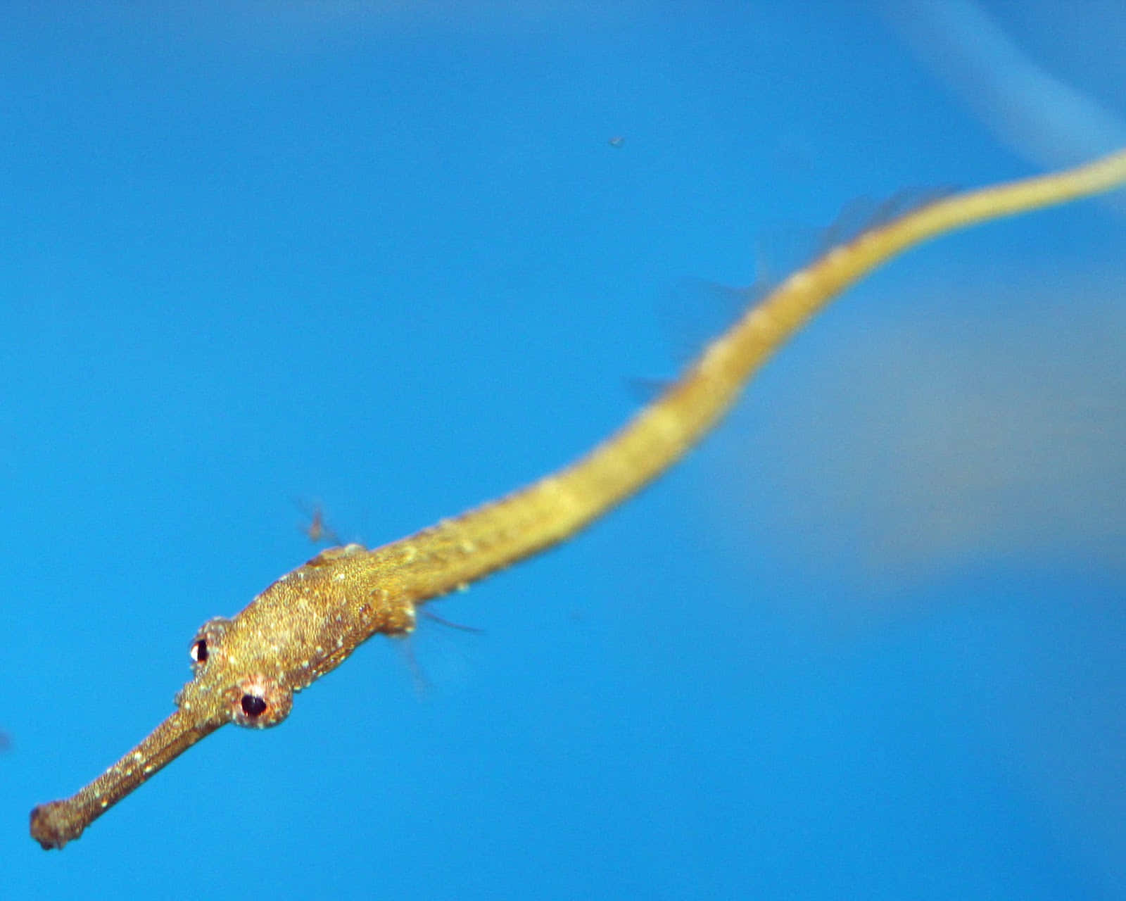 Yellow Pipefishin Blue Water.jpg Wallpaper