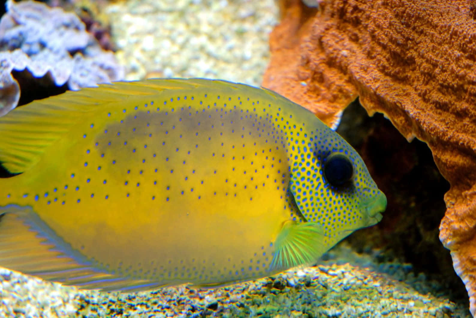 Yellow Rabbitfish Beside Coral Wallpaper