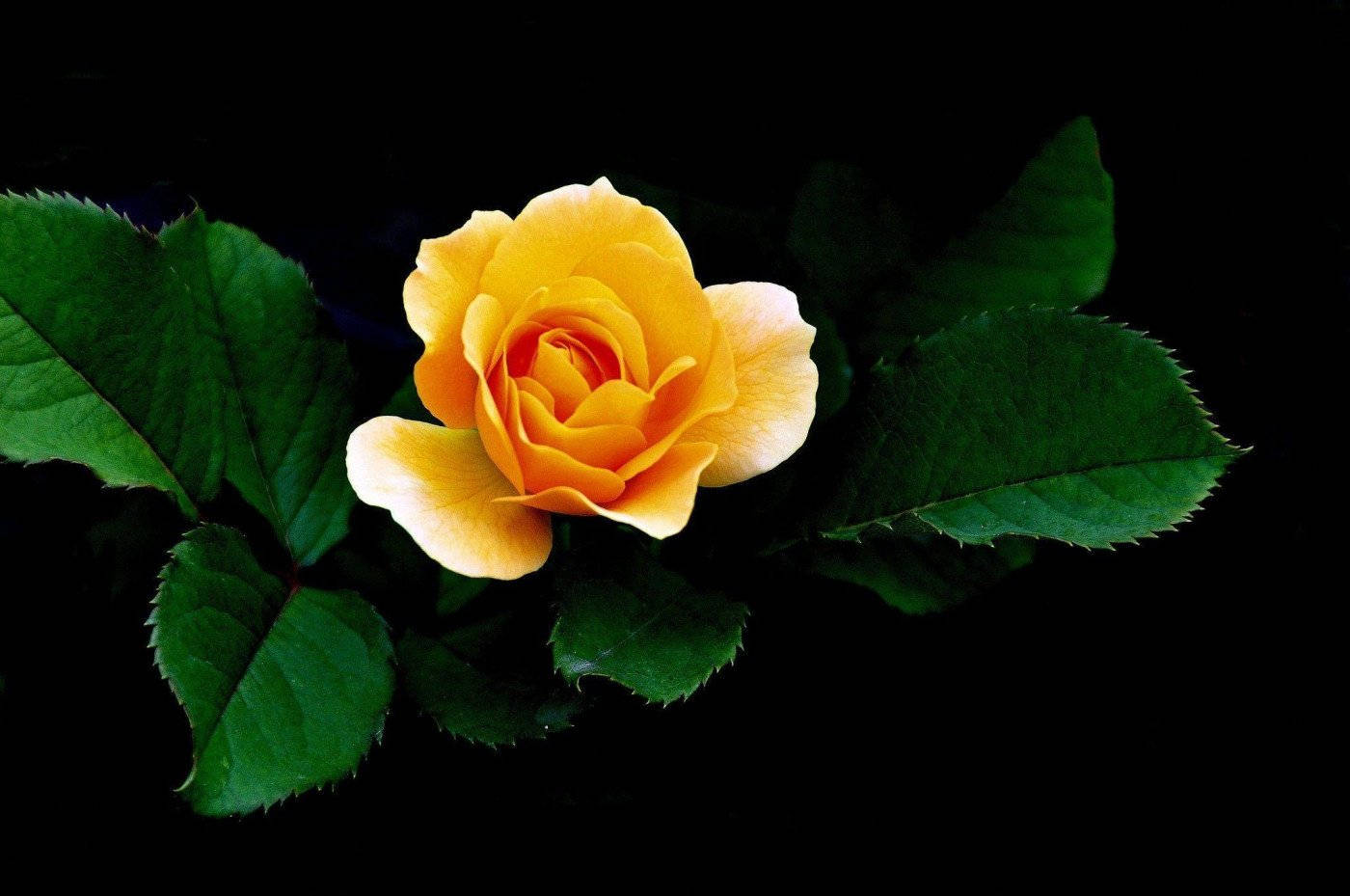 Yellow Rose To Orange Wallpaper