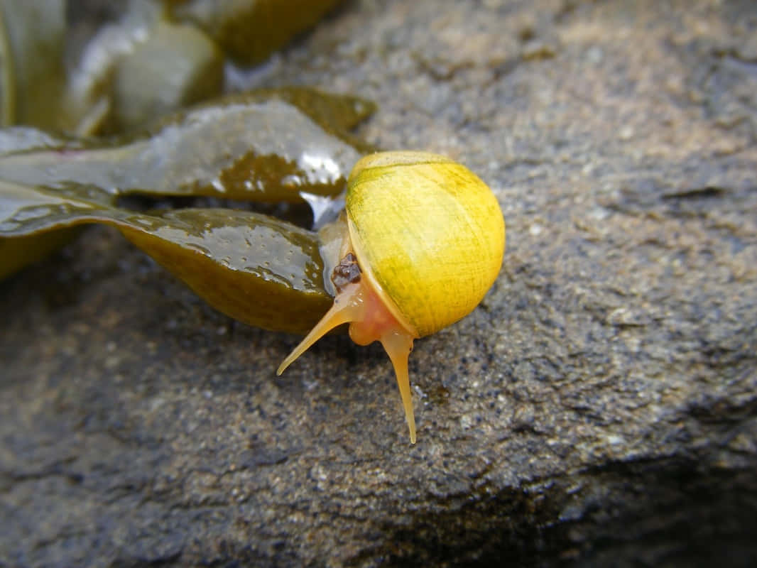 Yellow Sea Snail On Rock Wallpaper