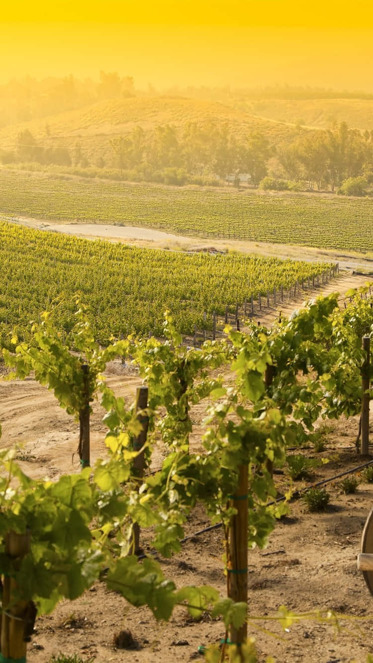 Yellow Sky In Vineyard Wallpaper