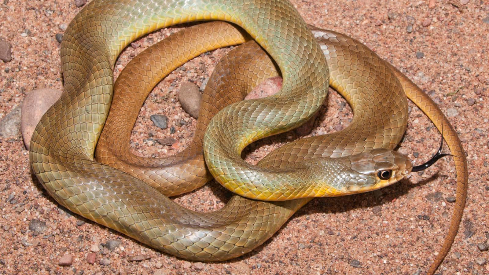 Yellow Snake On A Branch Wallpaper