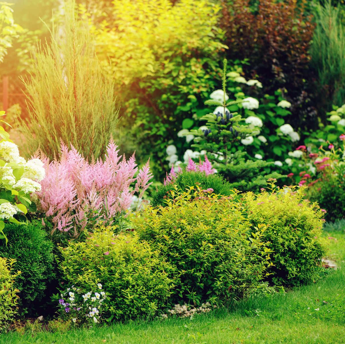 Yellow Spirea Garden With Flowers And Shrubs Wallpaper