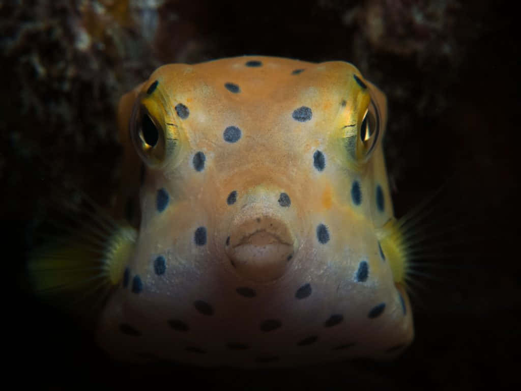 Yellow Spotted Boxfish Portrait Wallpaper